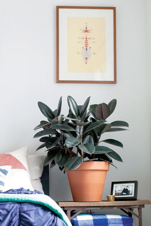 Rubber Plant in bedroom