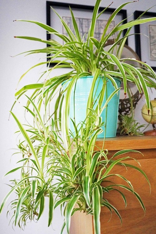 Most Popular Indoor Plants in India According to Instagram 6
