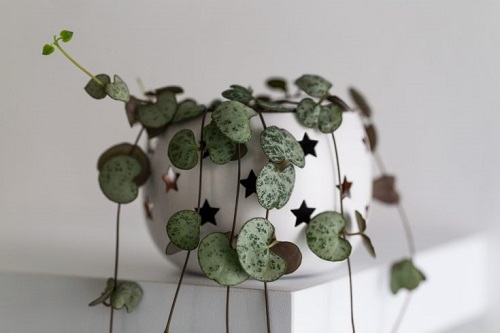 Plants with Heart Shaped Leaves 3