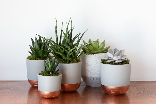 Where to Buy Cheap Succulents Online in India