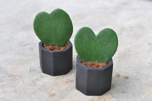 Plants with Heart Shaped Leaves 2