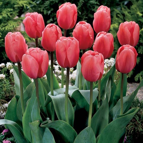 How to Grow Tulips in India