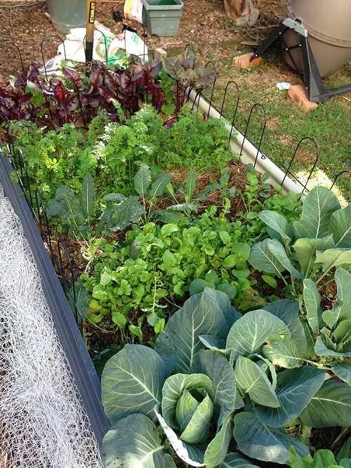 How to Start Winter Vegetable Garden 