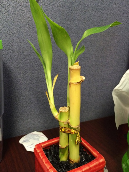 How to Save Yellowing Lucky Bamboo