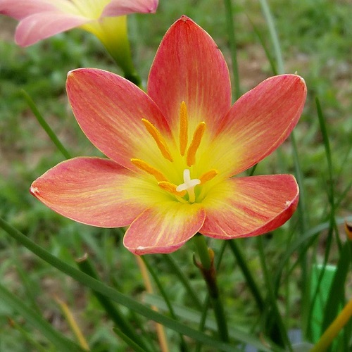 How to Grow Zephyranthes Prairie Sunset 2