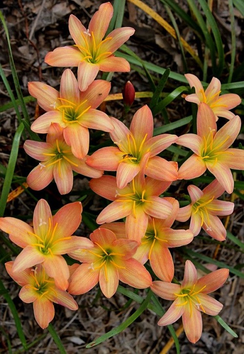 How to Grow Zephyranthes Prairie Sunset 