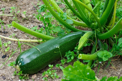 How to Grow Zucchini in India