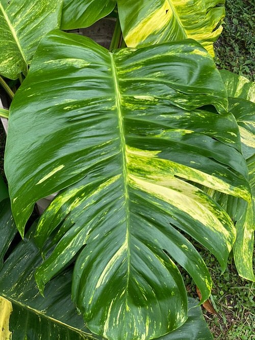 How to Make Your Pothos Grow Huge Leaves