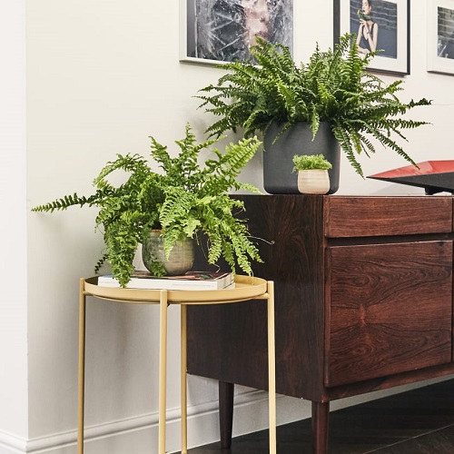 How to Take Care of a Fern
