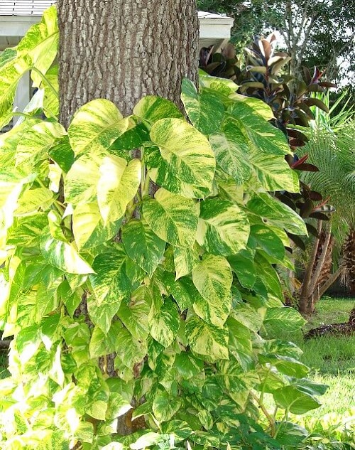 How to Make Your Pothos Grow Huge Leaves 2