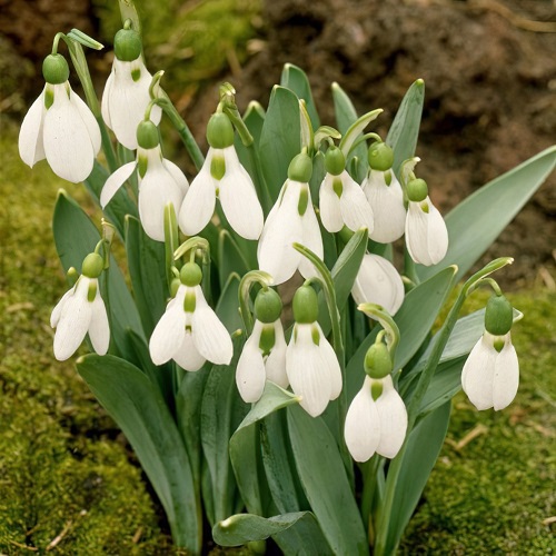 Best Bulbs to Plant Right Now