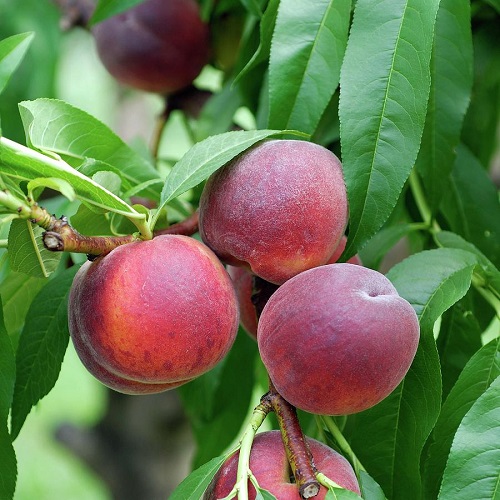 How to Grow Aadu Fruit