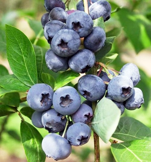 Blueberry in Hindi 2