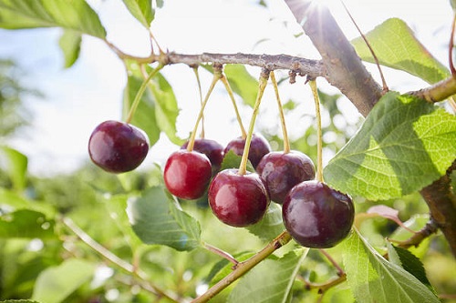 How to Grow Cherry Fruit