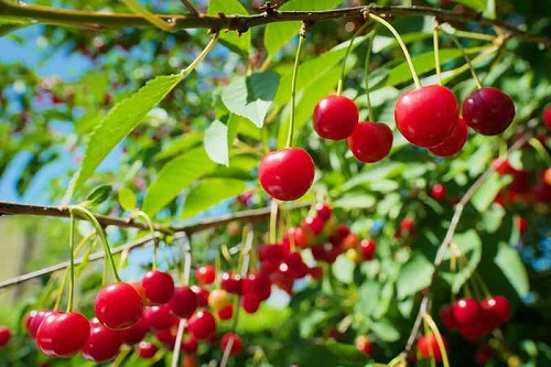 How to Grow Cherry Fruit 2