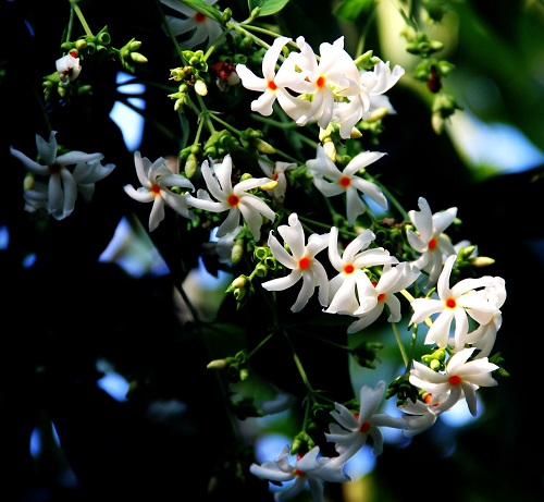Harsingar Flowering Season in India