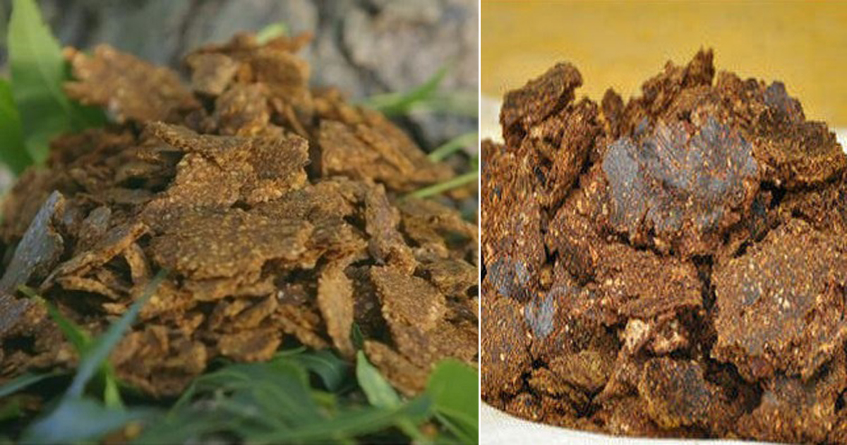 Organic Neem Khali - Nim Khol Powder (Neem Cake Powder) - Best Plant  Fertilizer for Pot Plant - Pest/ Insect Repellent for plants Home Garden -  Gachwala