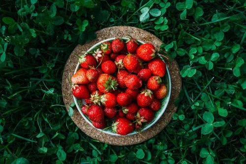 Strawberry Farming in India