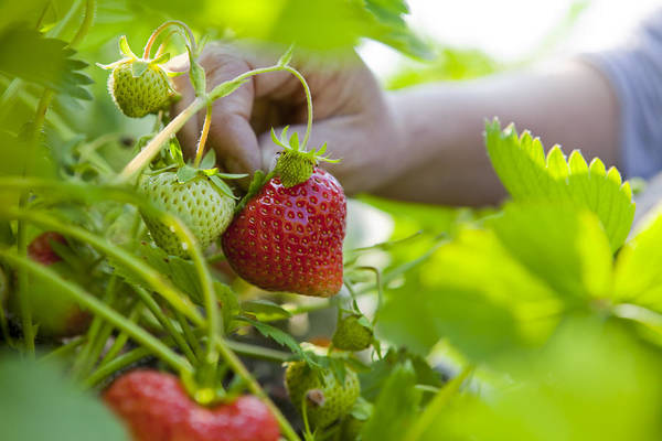 Strawberry Farming in India 2