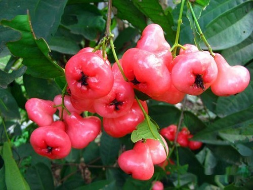 Jambu Fruit Plant Information and Growing