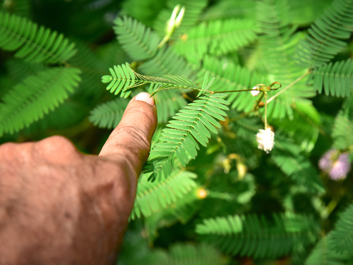 Lajalu Plant in English 1