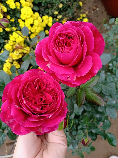 How to Grow Large Rose Flowers