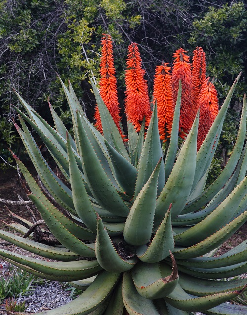 How to Force an Aloe Vera to Flower