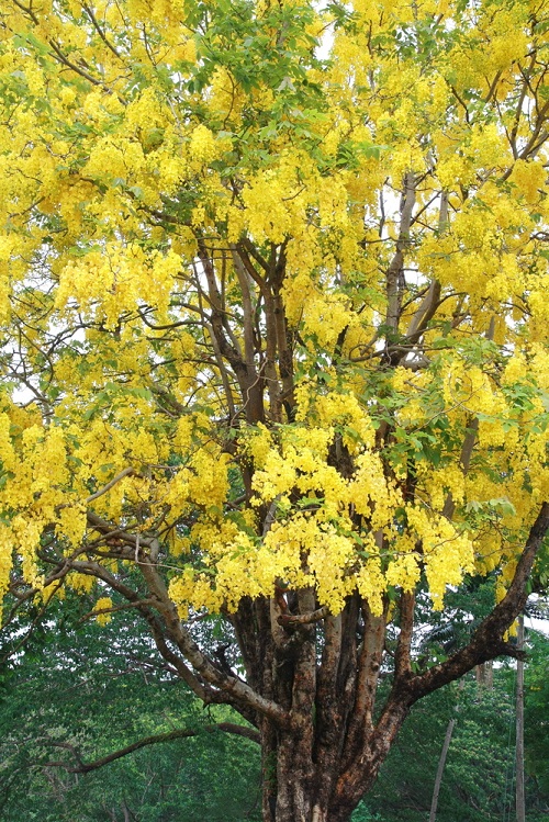 Golden Shower Tree Grow and Care 2
