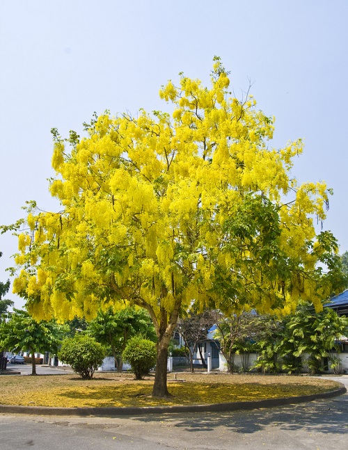 Golden Shower Tree Grow and Care 1
