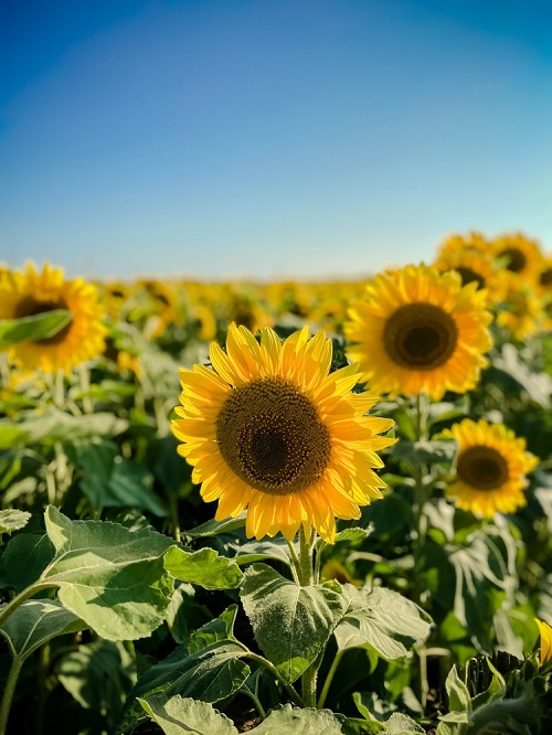 Sunflower Season in India 