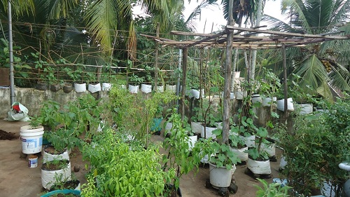 Terrace Vegetable Garden Ideas 10