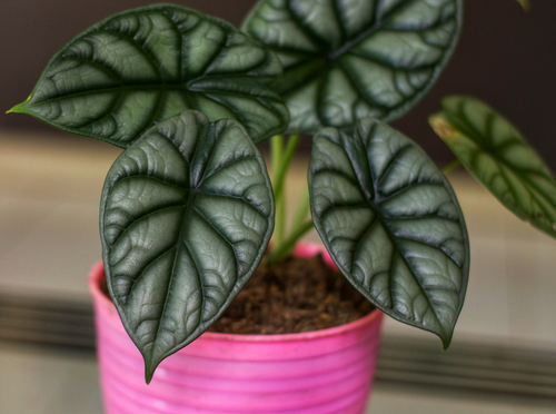 How to Grow Alocasia Silver Dragon in India 2