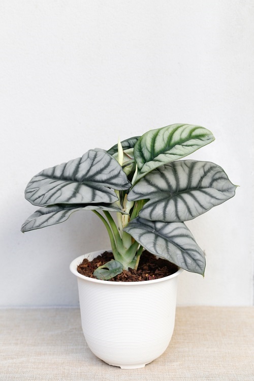 How to Grow Alocasia Silver Dragon in India