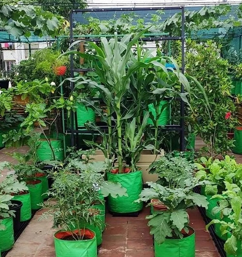 Terrace Vegetable Garden Ideas 7