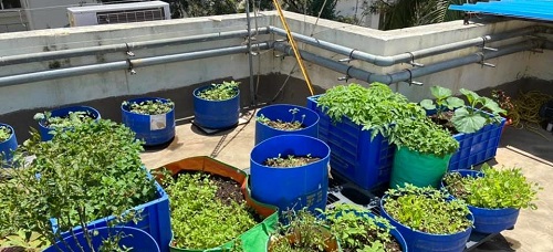 Terrace Vegetable Garden Ideas 3