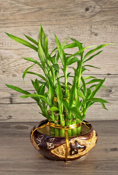 Indoor Bamboo Plant 
