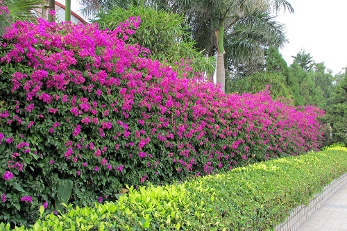 Top Hedge Plants in India for Live Fencing