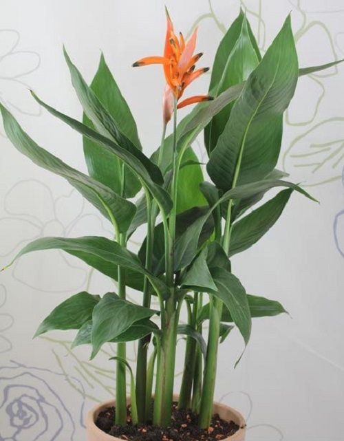 How to Grow Heliconia Indoors 2
