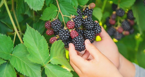 Blackberry Fruit in India 2