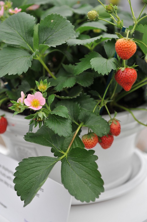 How to Grow Strawberries at Home in India