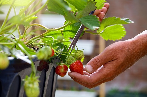 How to Grow Strawberries at Home in India 2