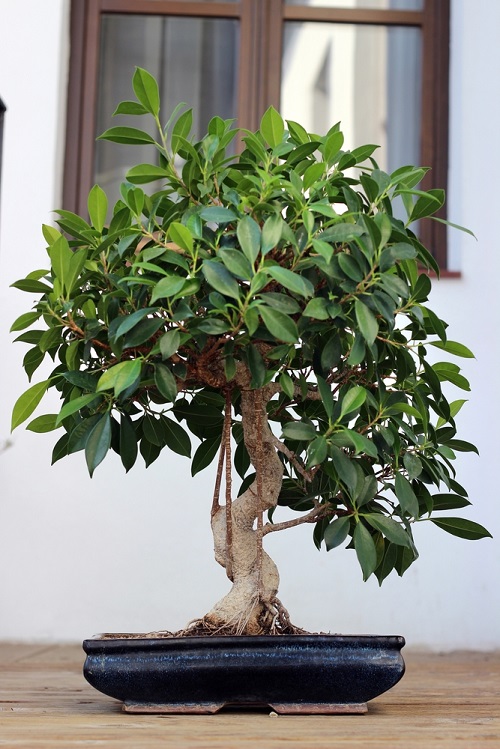 How to Grow Bonsai at Home in India