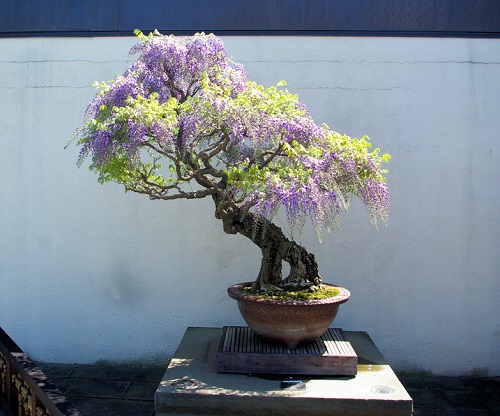 How to Grow Bonsai at Home in India 2