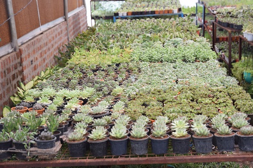 Buy Live Succulent Plants at India Gardening