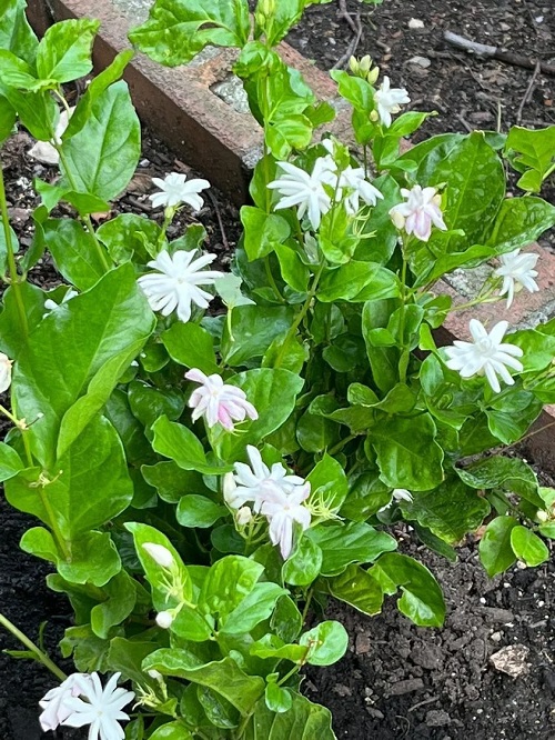 Growing Belle of India Jasmine Plant 