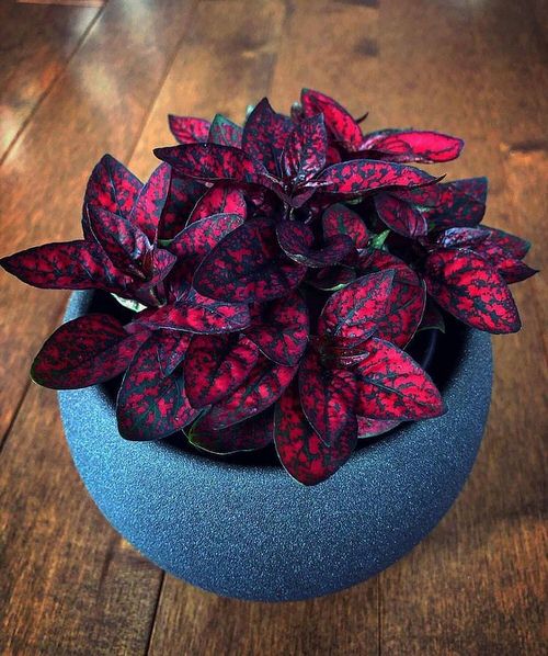 Best Red Leaf Plants in India 2