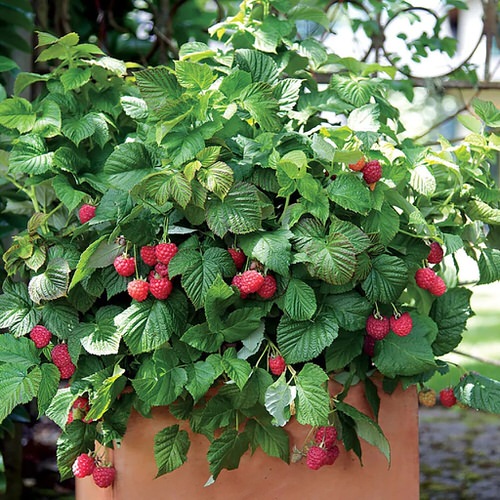 Raspberry Fruit in India 2