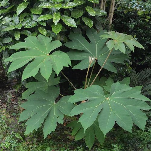 Big Leaf Plants in India 10
