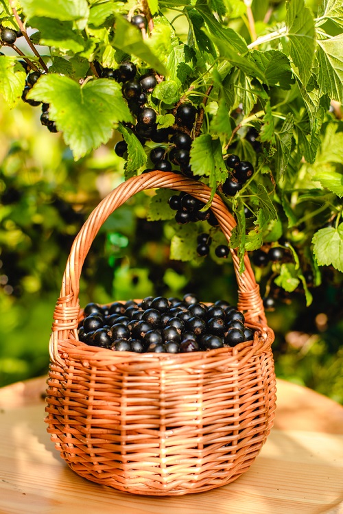 How to Grow Black Currant Fruit in India 2