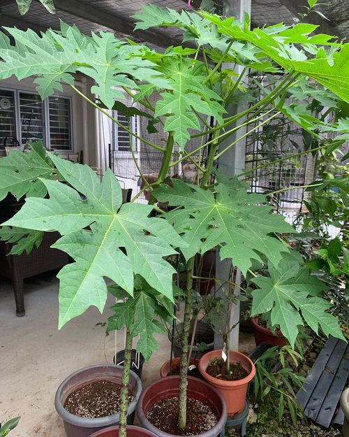 Big Leaf Plants in India 2